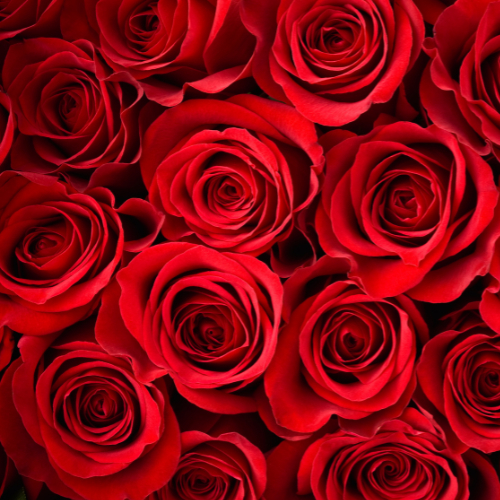 Note de fond: Rose