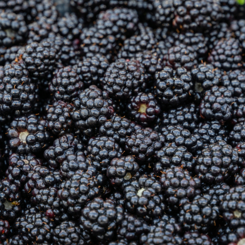 Note de tête: Mûres