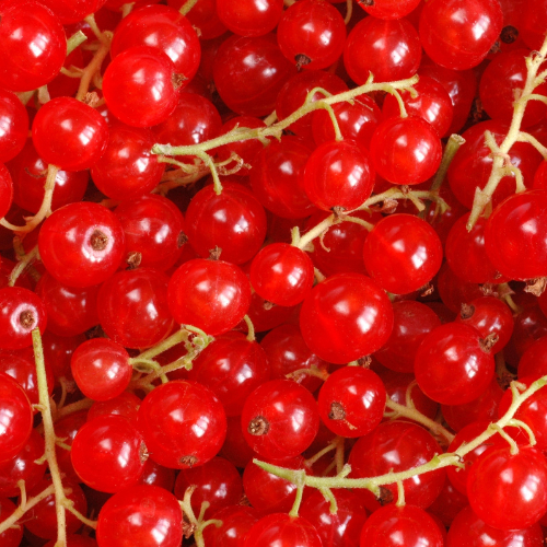 Note de tête: Groseille