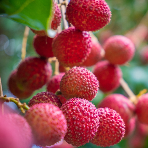 Note de fond: Litchi