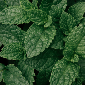 Note de tête: Menthe