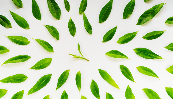 Tout savoir sur la L-théanine contenue dans le thé