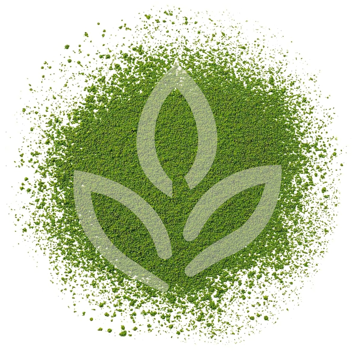 Matcha Japonais Shiro BIO