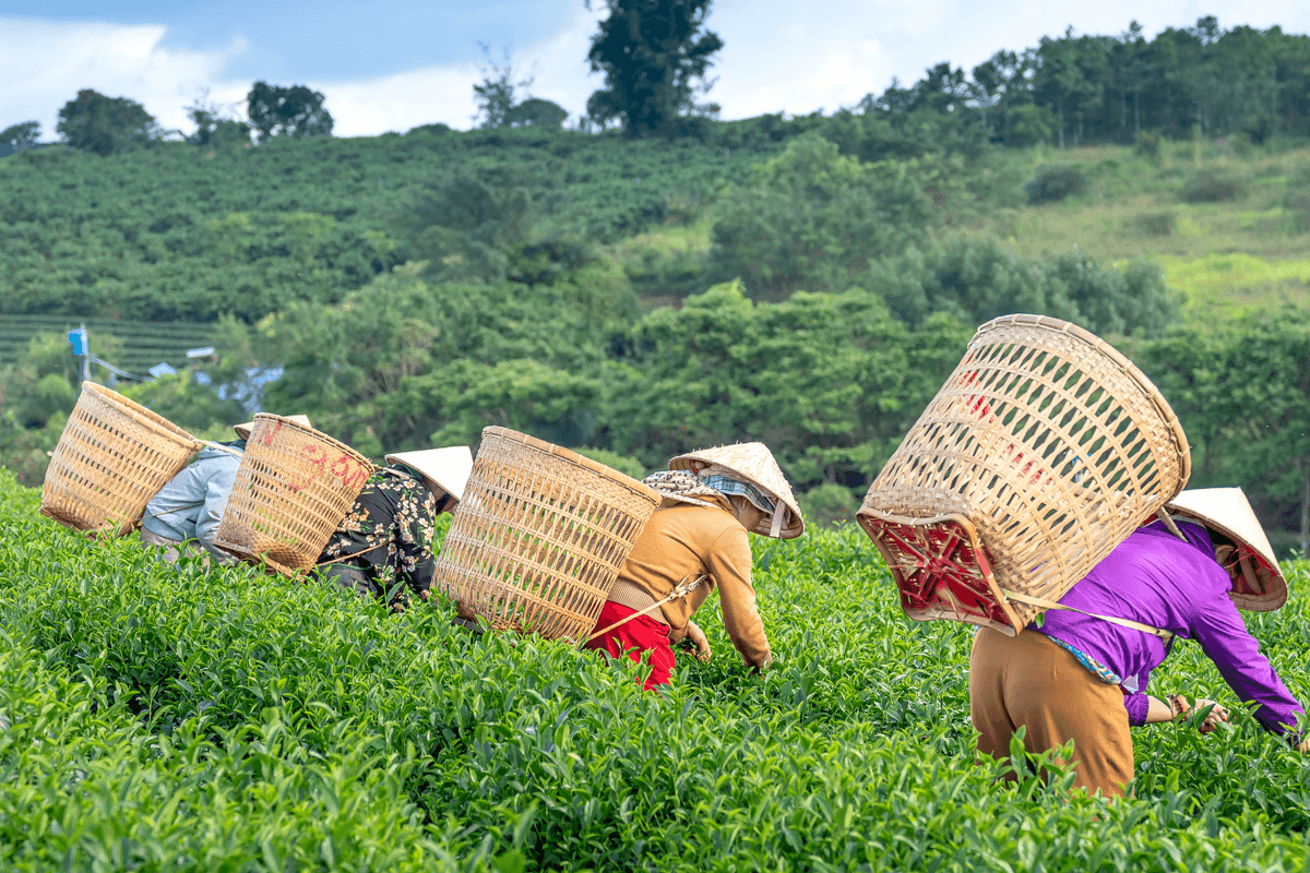 Une passion pour le thé - Renaissance Tea