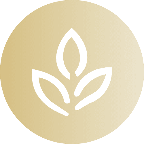 Catégorie Thé Blanc - Renaissance Tea