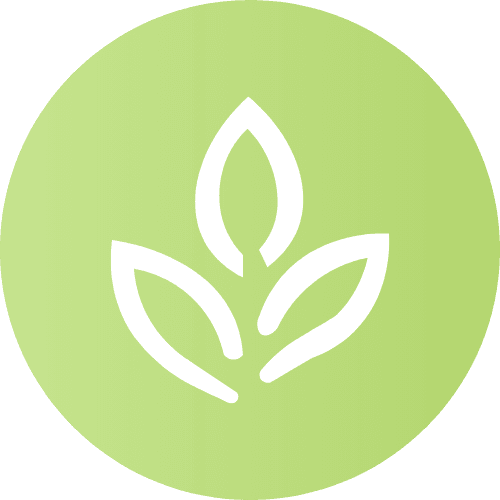 Catégorie Matcha - Renaissance Tea