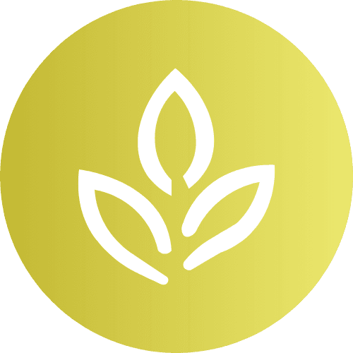 Catégorie Thé Vert - Renaissance Tea